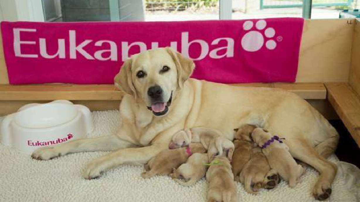 Tune in Daily to Watch Eukanuba-Raised Canine Companions for Independence (CCI) Puppies!