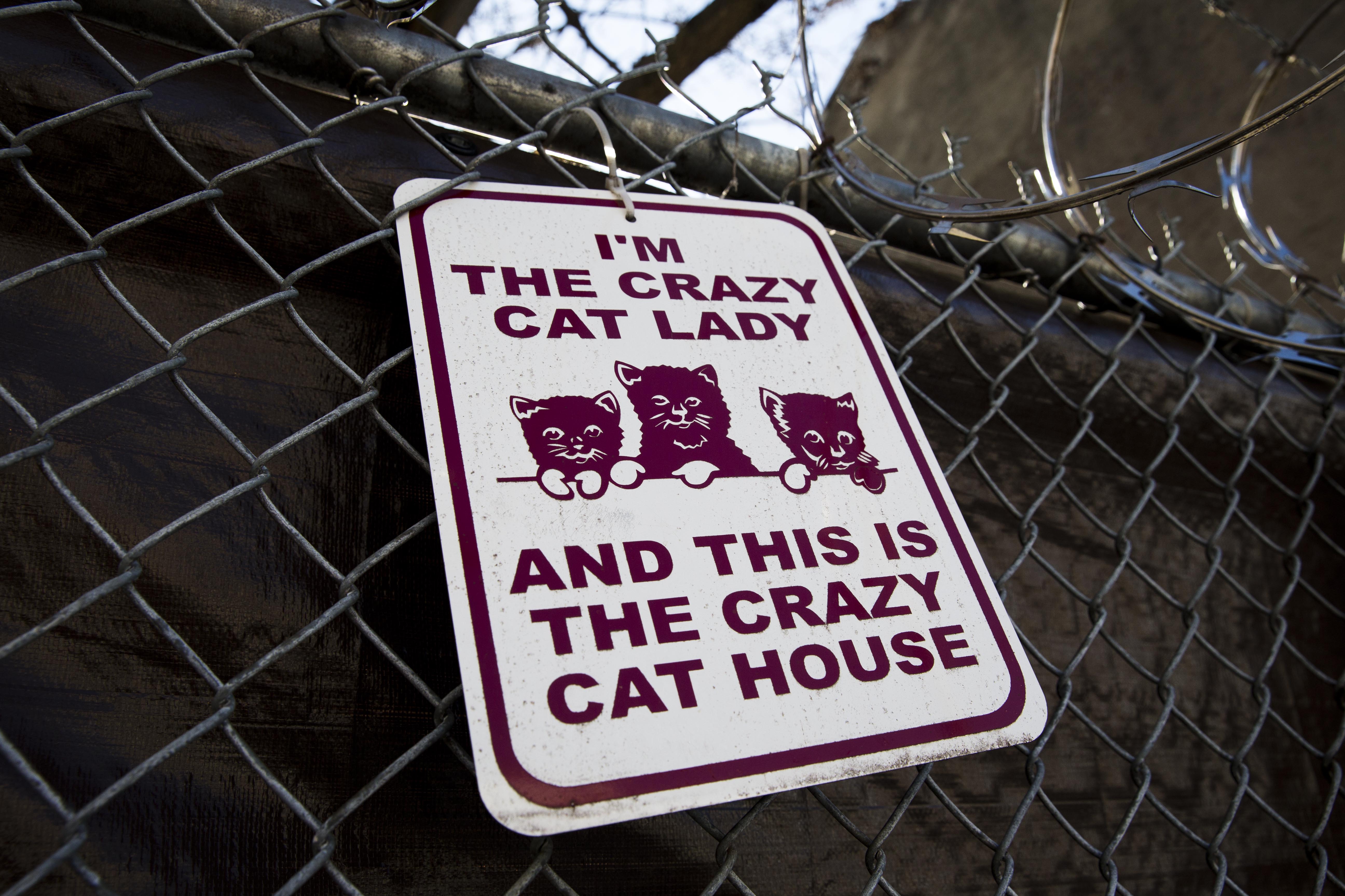 260 cats removed from 'crazy cat house' in Philly