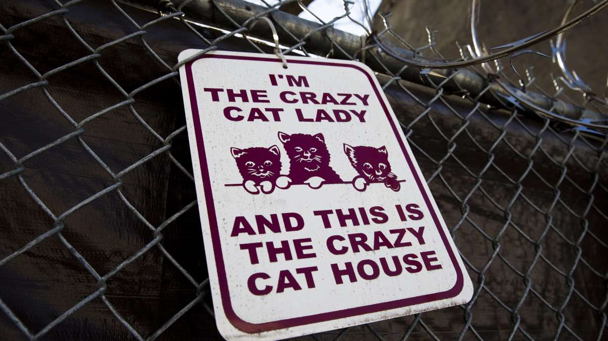 260 cats removed from 'crazy cat house' in Philly