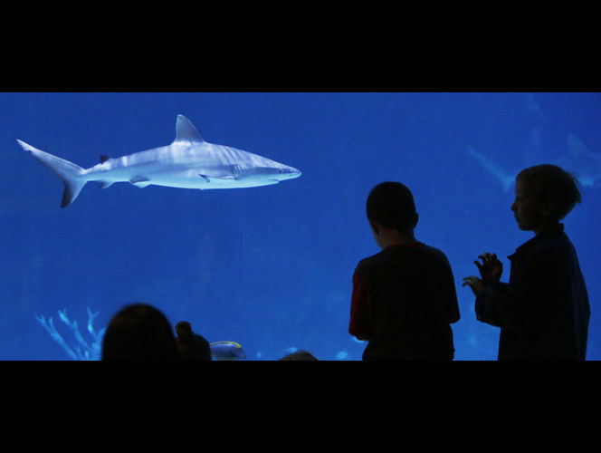 El acuario del Planeta Viviente abre en Draper después de 17 años