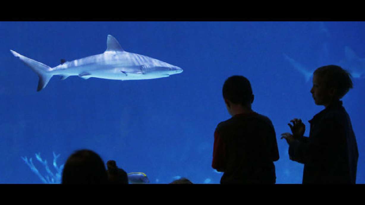 El acuario del Planeta Viviente abre en Draper después de 17 años