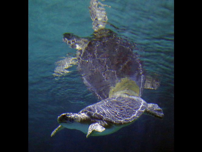 El acuario del Planeta Viviente abre en Draper después de 17 años