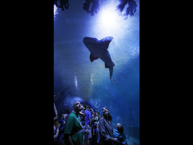 El acuario del Planeta Viviente abre en Draper después de 17 años