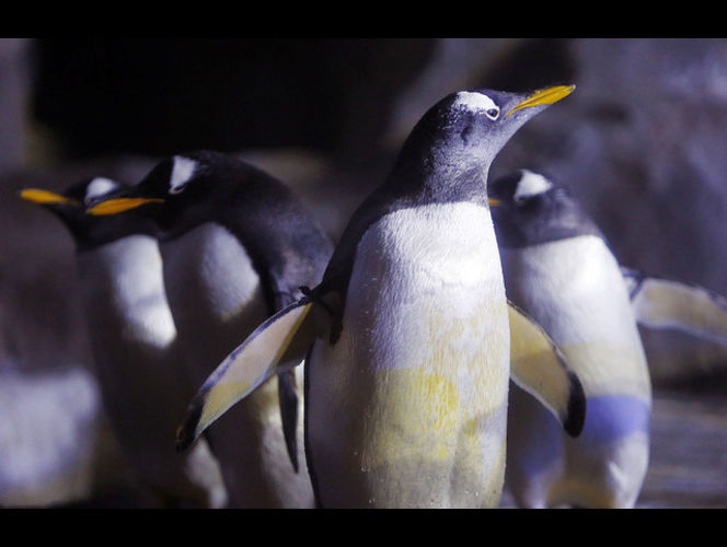 El acuario del Planeta Viviente abre en Draper después de 17 años