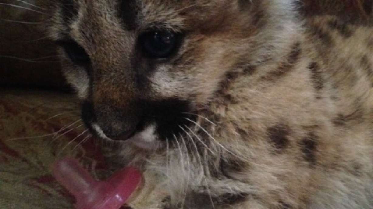 Lion cub rescued in Washington ends up in NM