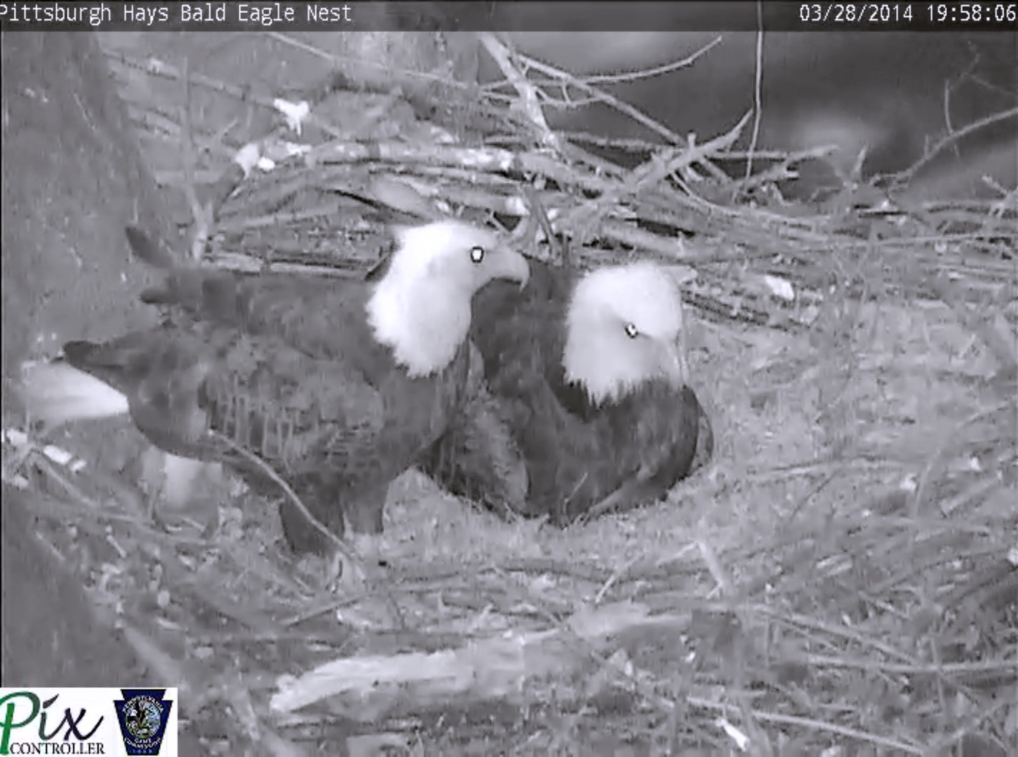 1 of 3 eggs hatches in Pittsburgh bald eagle nest