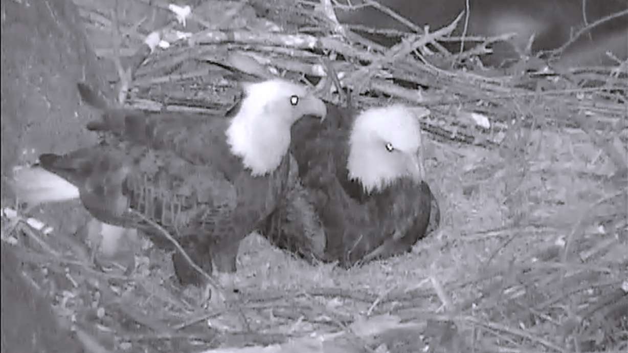 1 of 3 eggs hatches in Pittsburgh bald eagle nest