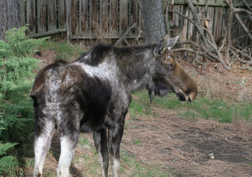That greying moose you see may be tick-infested