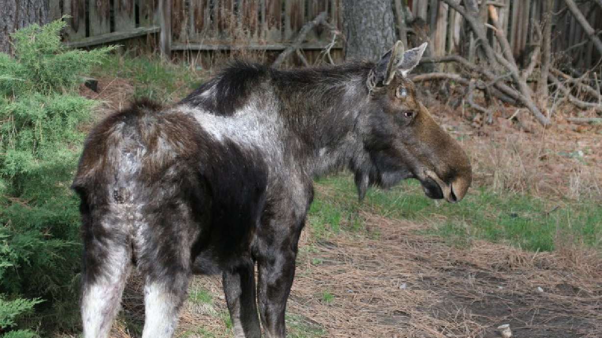 That greying moose you see may be tick-infested