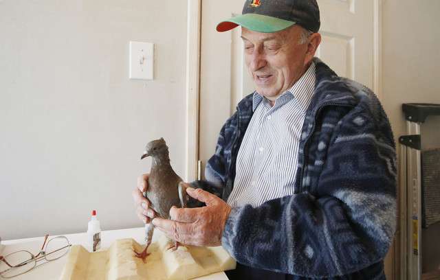 Boris Majnaric cares for an injured pigeon in a backyard shelter in
South Jordan Thursday, April 3, 2014. South Jordan has fought for
years with Majnaric to remove the birds.