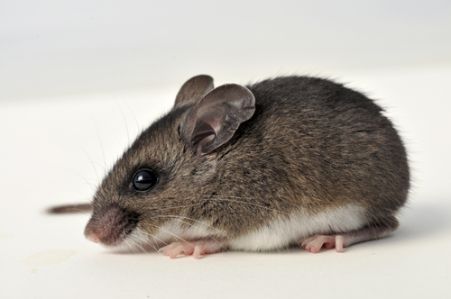 Health department: Utah man died of hantavirus
