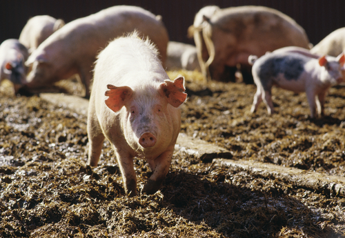 Killer swine virus hasn't reached Utah pigs, official says
