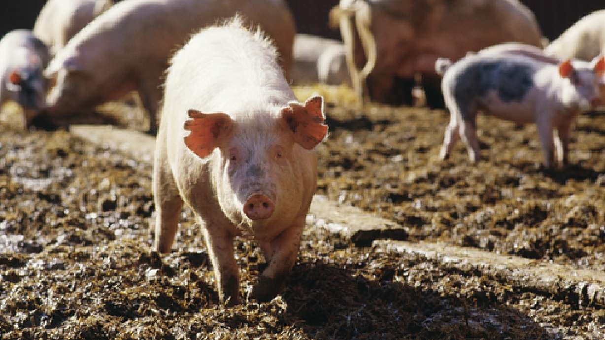Killer swine virus hasn't reached Utah pigs, official says