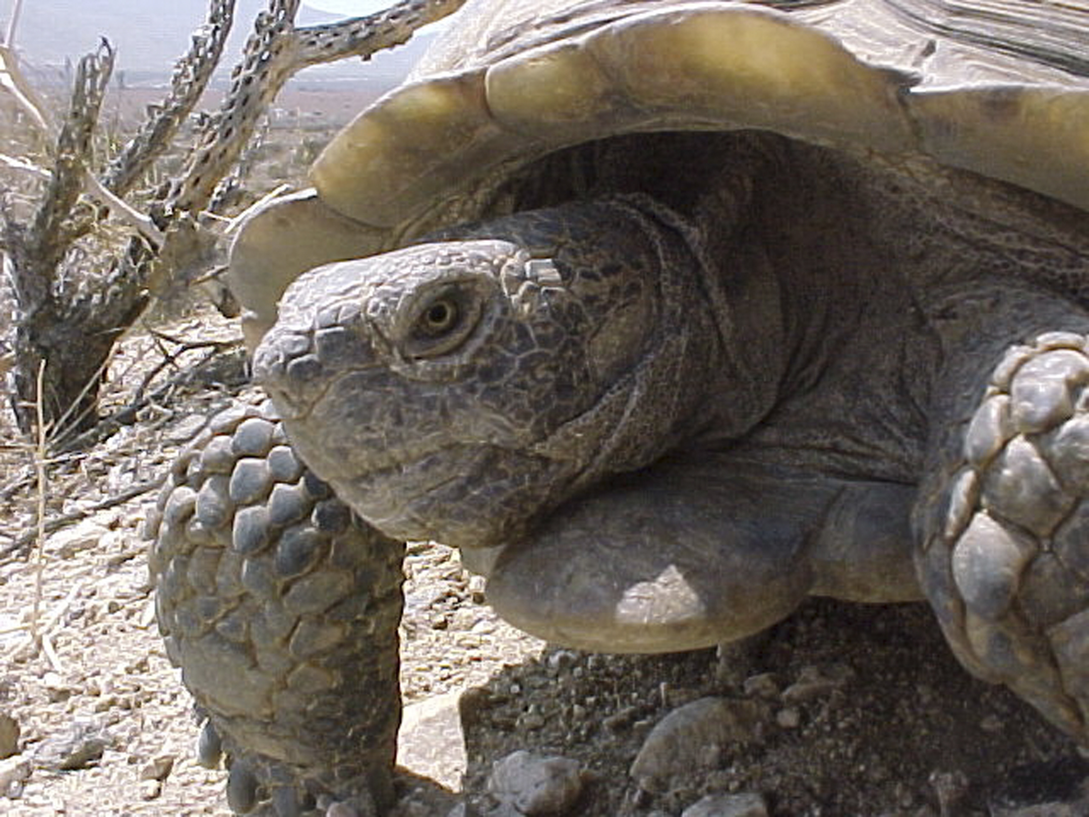 Wildlife officials promote tortoise sterilization