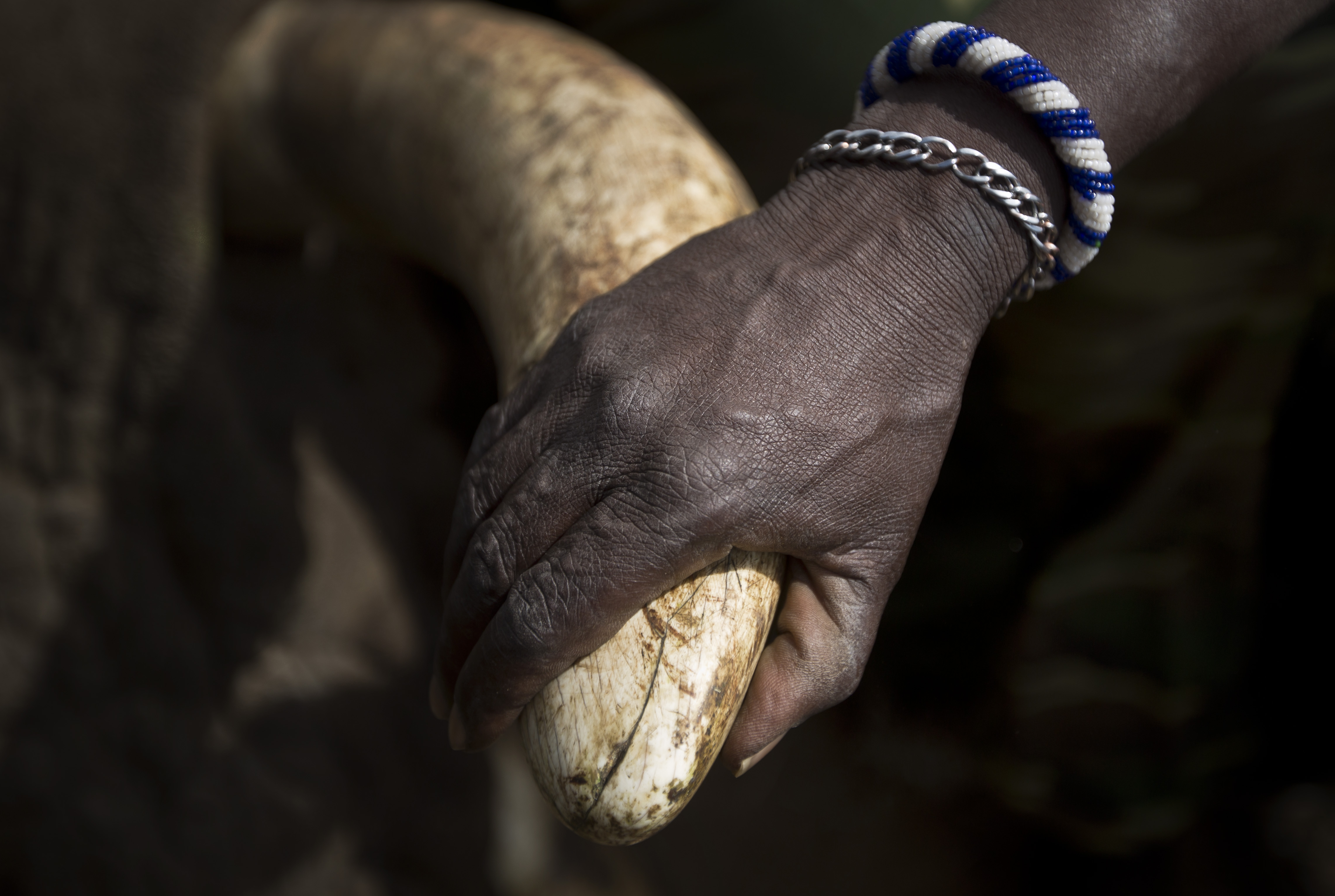 Kenya gov't to oversee wildlife authority actions