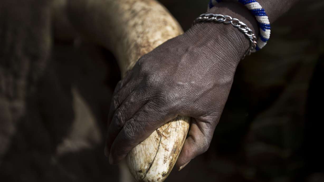 Kenya gov't to oversee wildlife authority actions