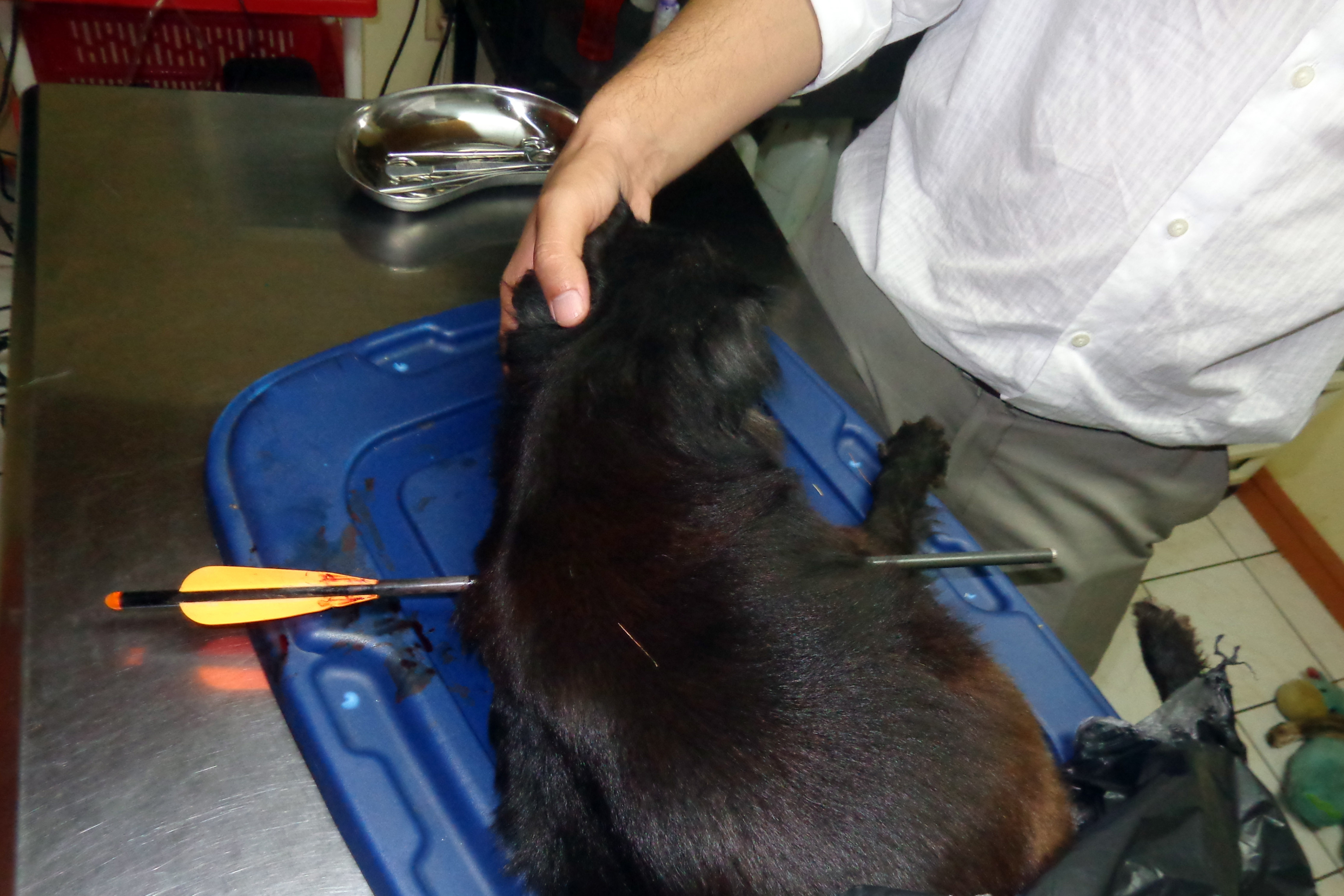 Nicaragua sees series of arrow killings of dogs