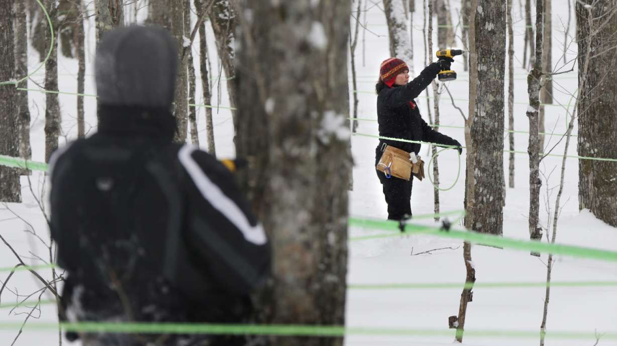 Tribe banks on syrup for sweet relief from poverty