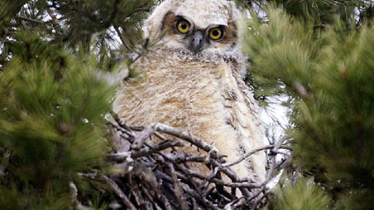 A baby great horned owl sits in its nest in Salt Lake City on April 8, 2014. Utah wildlife officials said Thursday that six counties now have confirmed bird flu cases in wild birds.