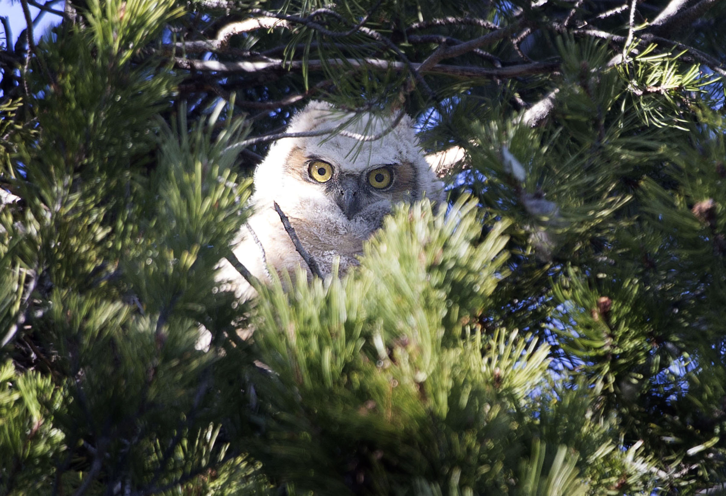 Great horned owl family watches over SLC cemetery