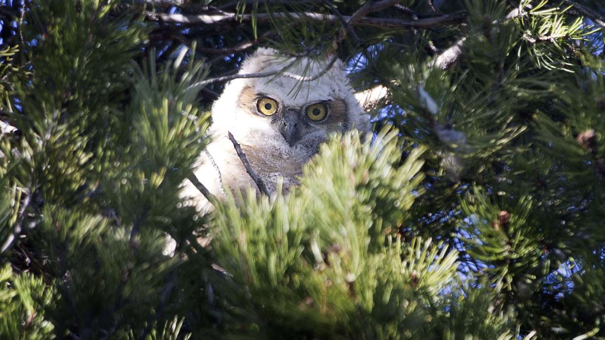 Great horned owl family watches over SLC cemetery