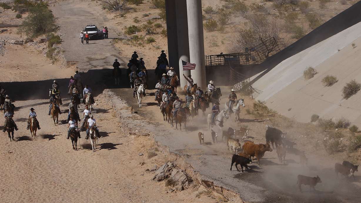 Rancher inspects cattle after showdown with feds