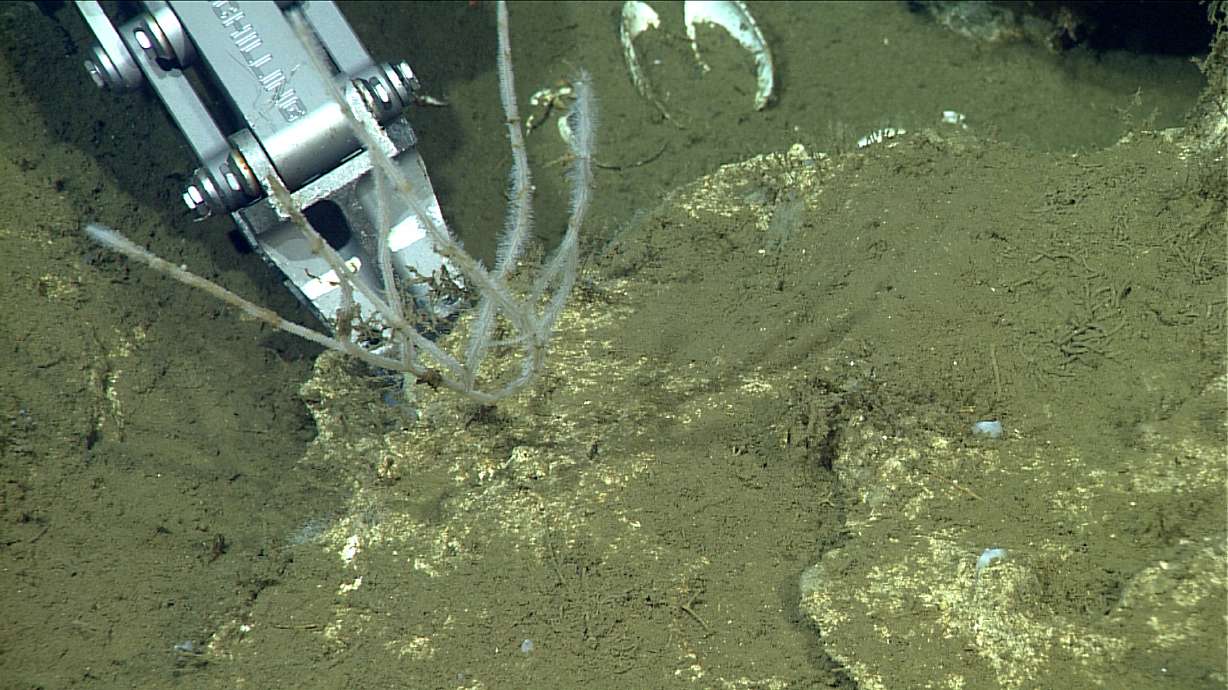 Scientists find new sponge species off La Jolla