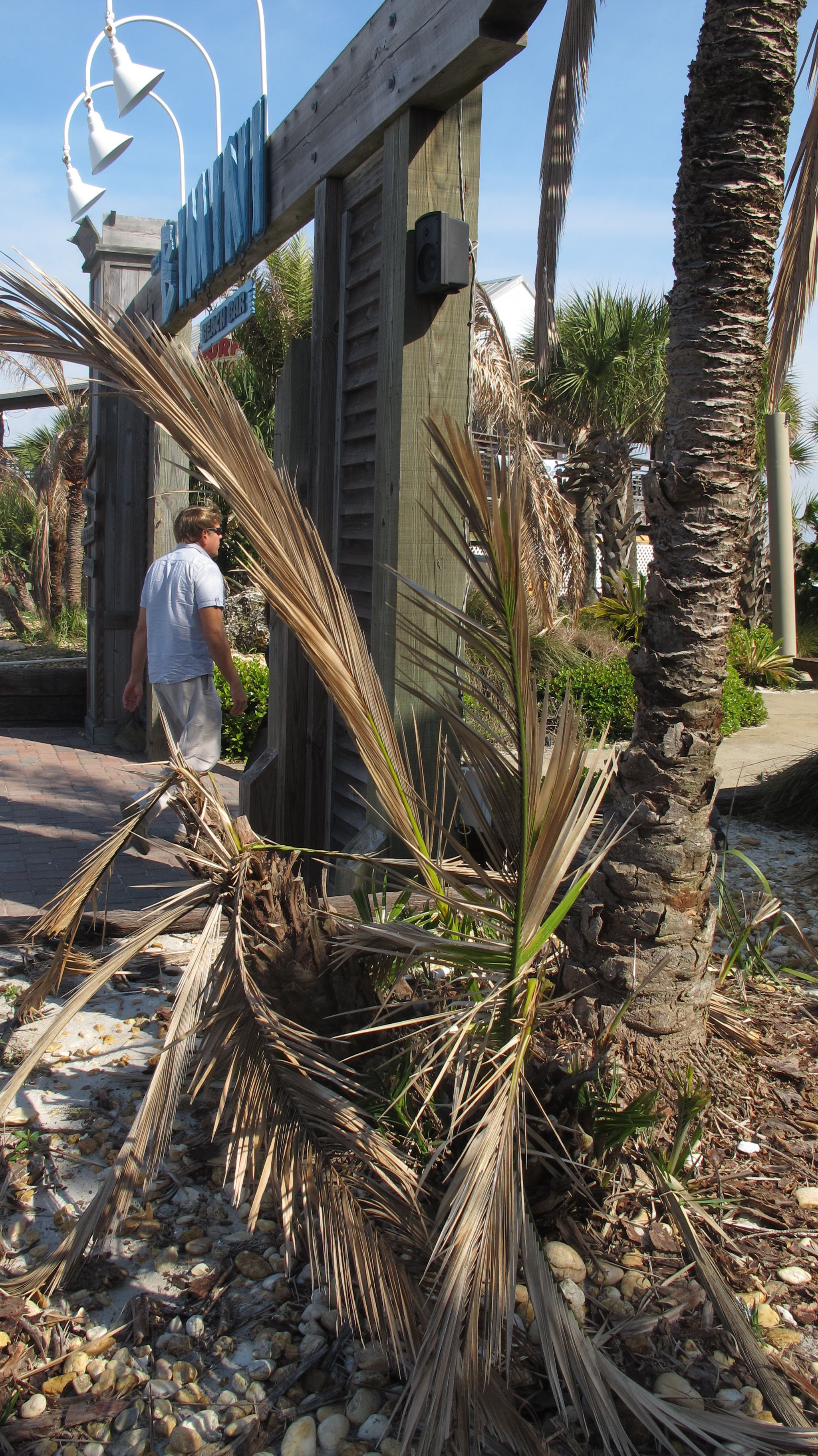 Freeze leaves Florida Panhandle with dead trees
