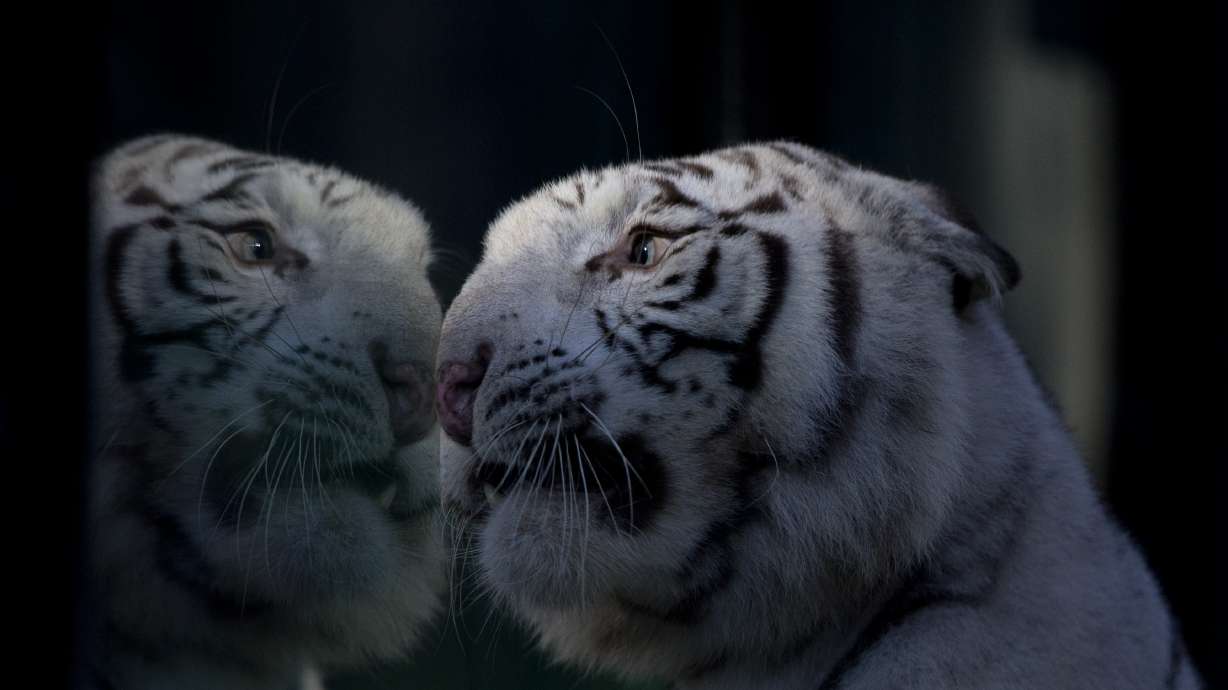 Argentine zoo shows off white tiger triplets