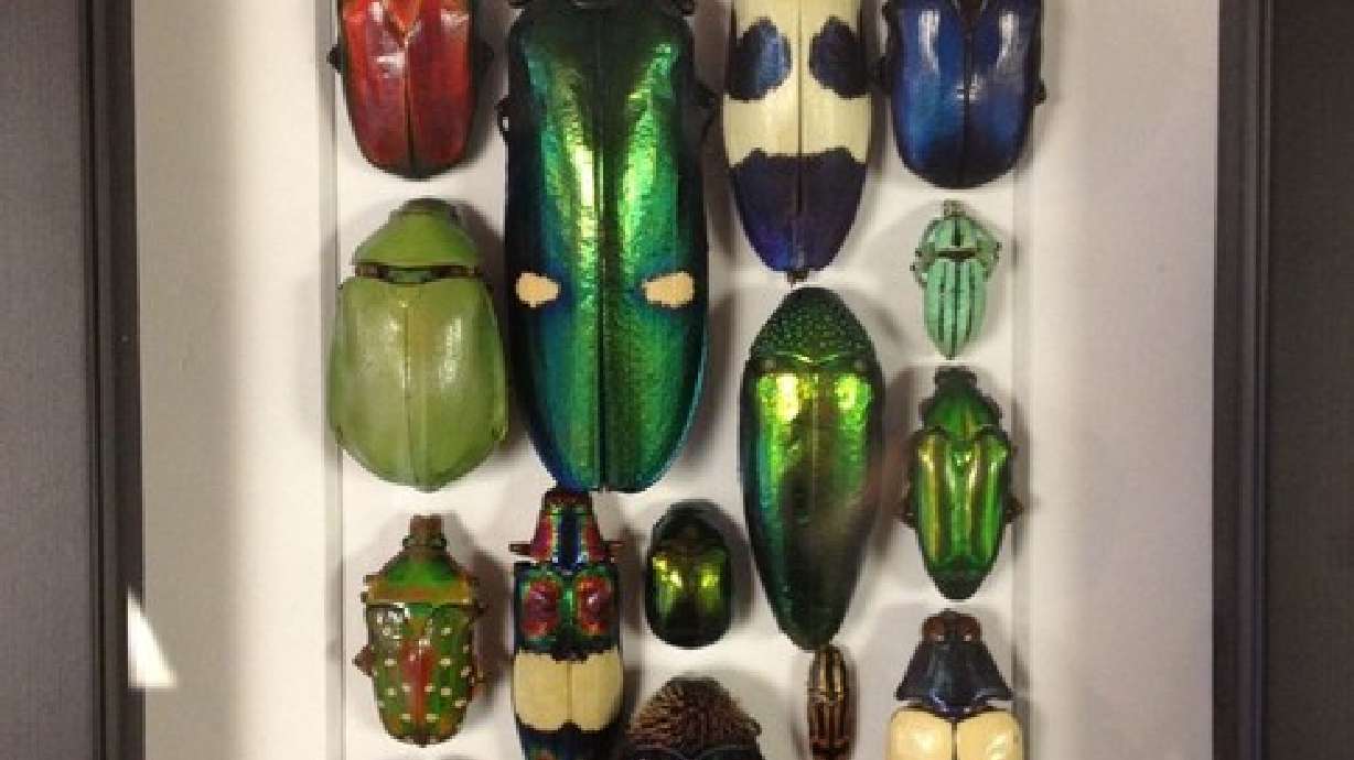Midvale store creates bug art, jewelry