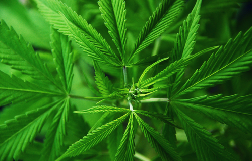 Pot-related auto fatalities have tripled in the last decade