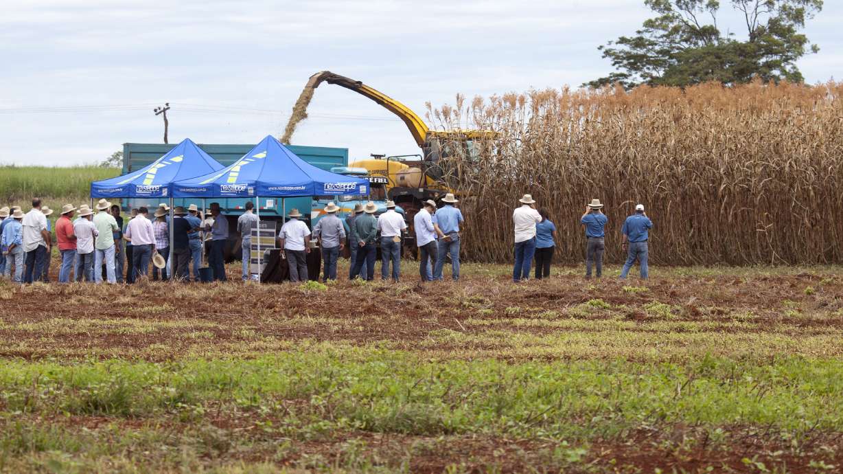 Sorgo Palo Alto emerge como alternativa de biomassa para caldeiras no Brasil
