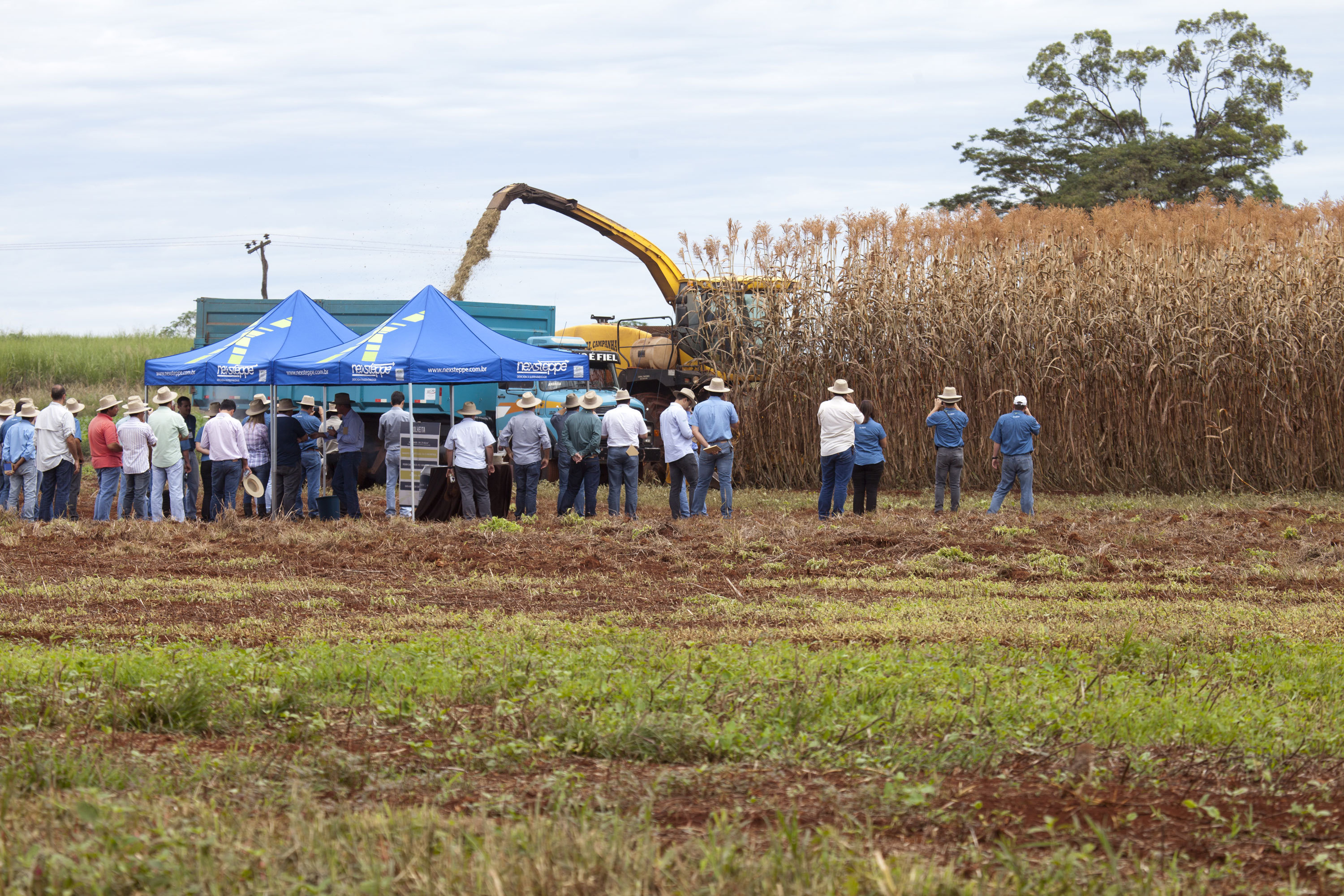 NexSteppe's Palo Alto High Biomass Sorghum Emerges as Key Solution to Brazil's Energy Woes