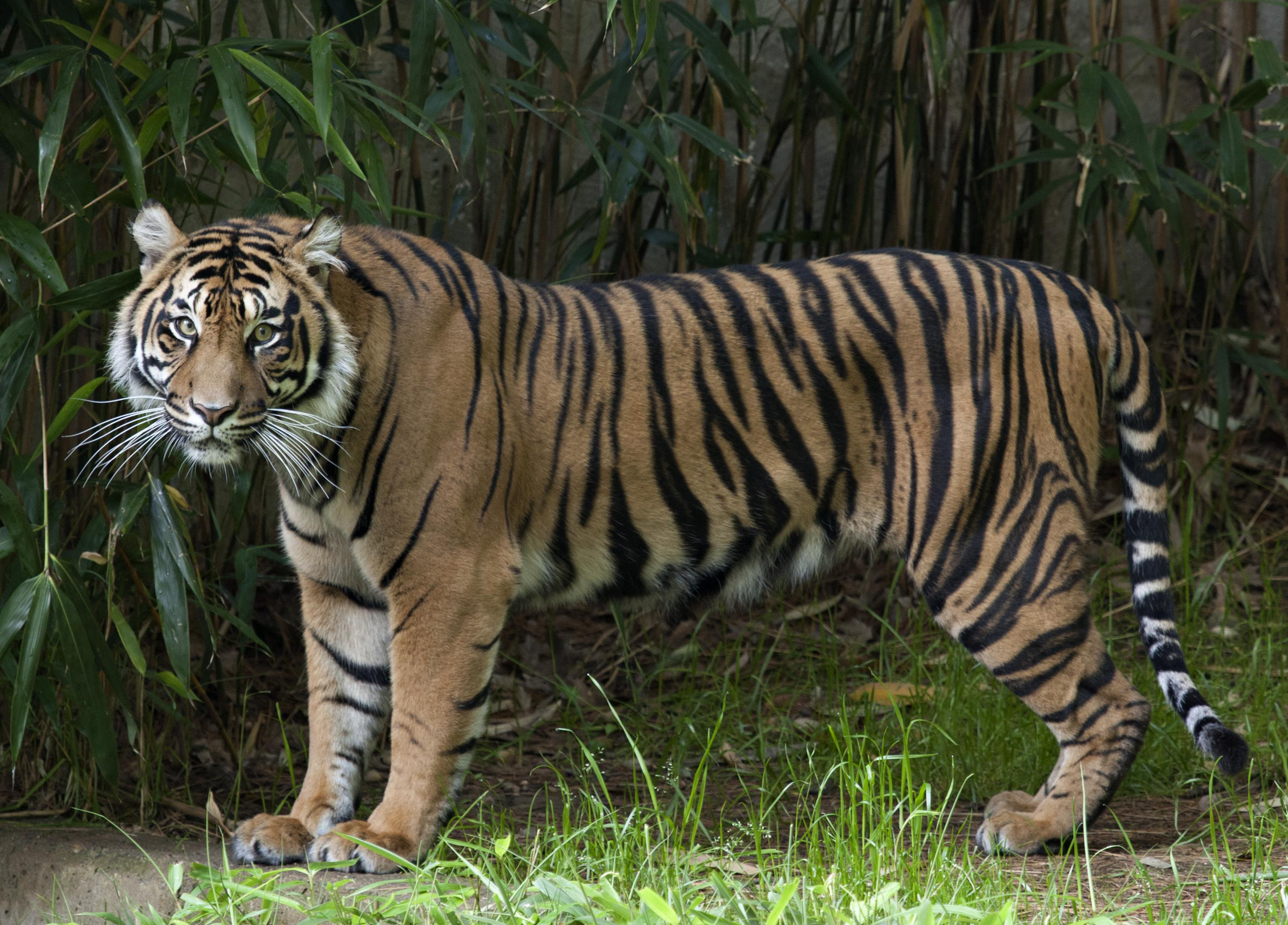 Zoo launches 'endangered song' to help save tigers