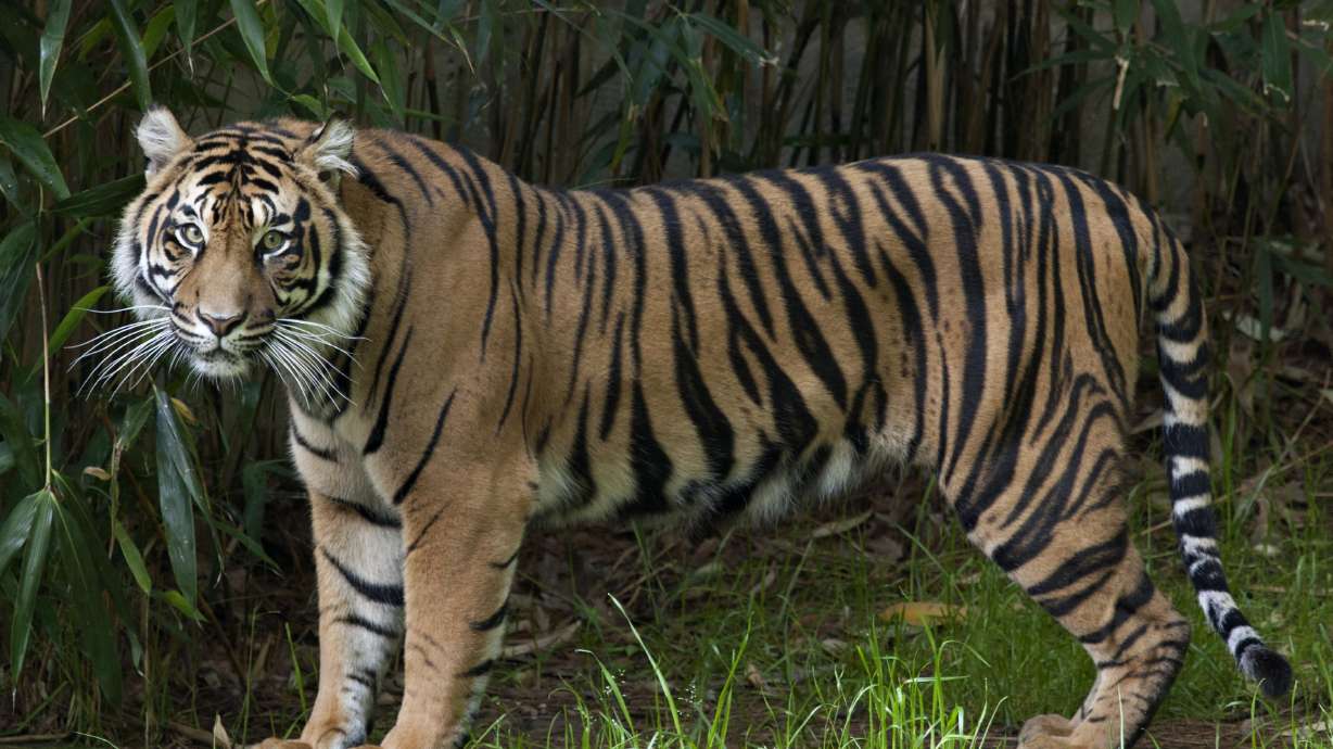 Zoo launches 'endangered song' to help save tigers