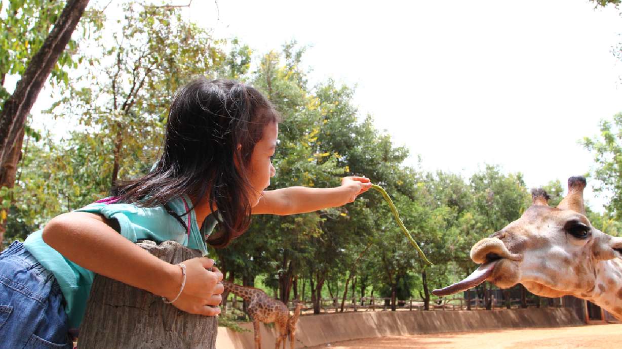 Small enclosures cause zoochosis in animals