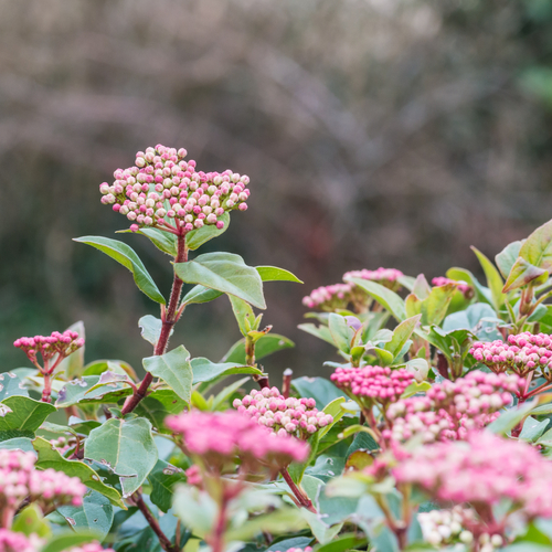 Viburnum