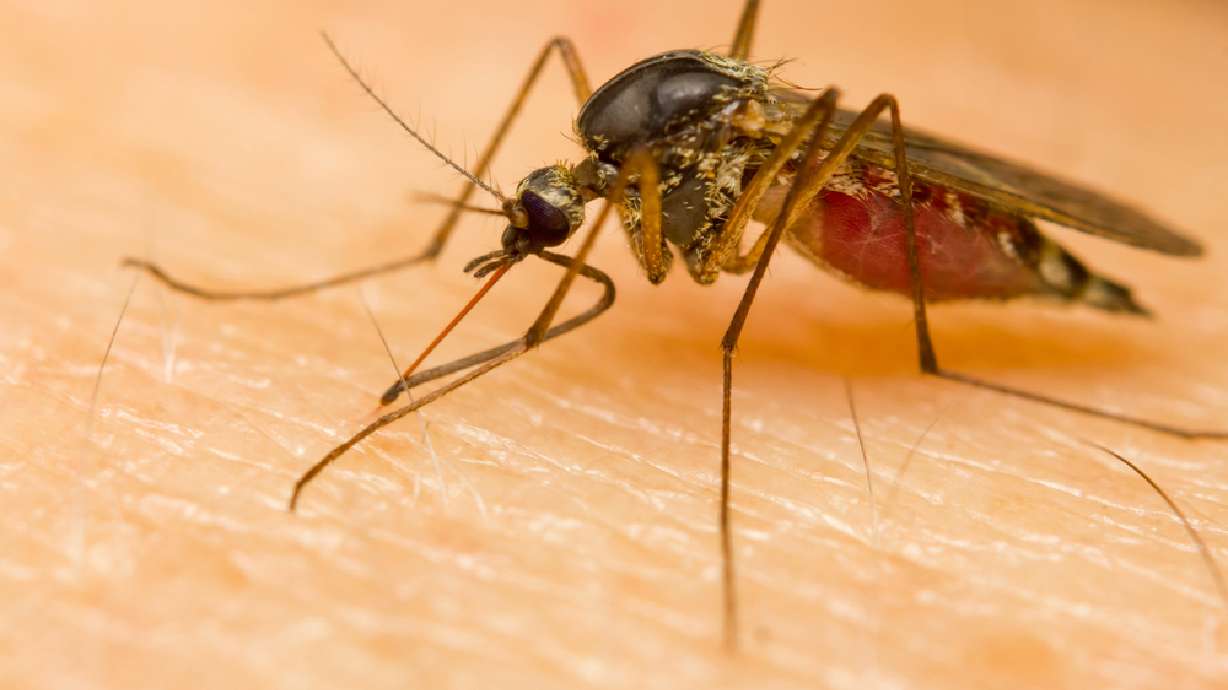 West Nile virus detected in mosquitoes across Salt Lake County