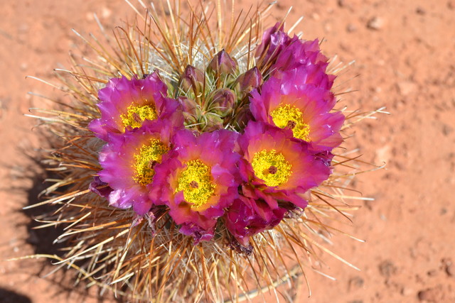 Photos: Spring wildflowers in Utah