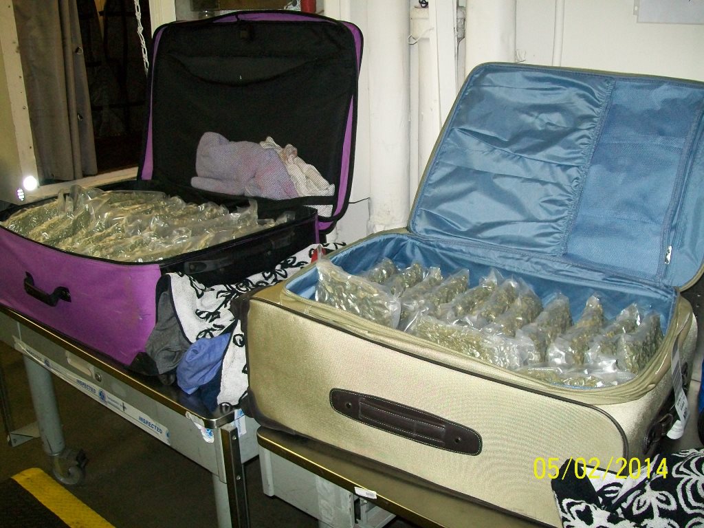 TSA finds 81 pounds of pot in checked luggage