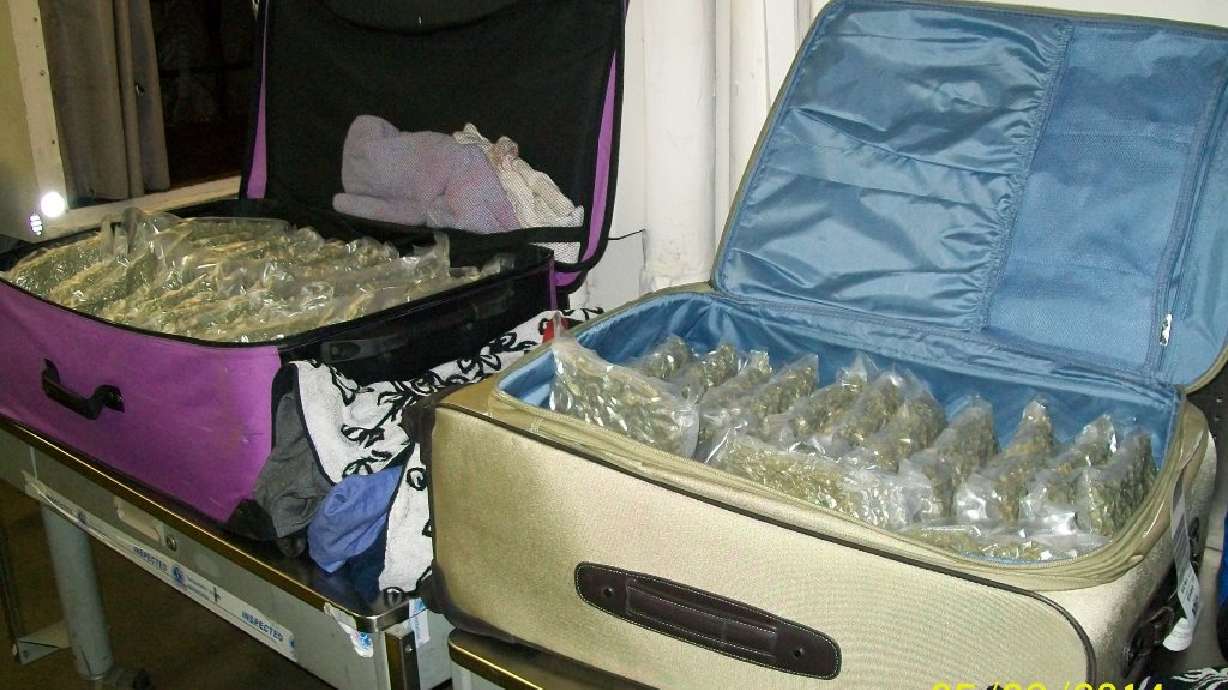 TSA finds 81 pounds of pot in checked luggage