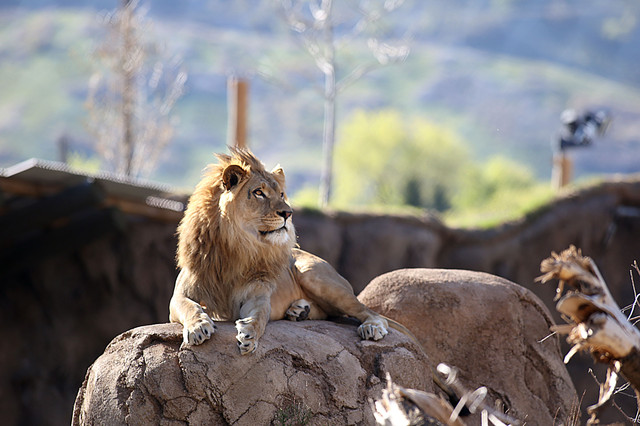 Hogle Zoo welcomes 4 young lions in new Savanna exhibit