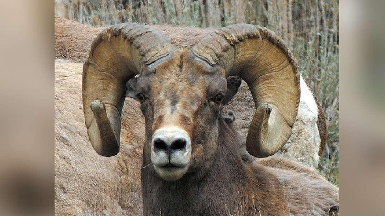 Drones harassing wildlife at Zion National Park, officials say