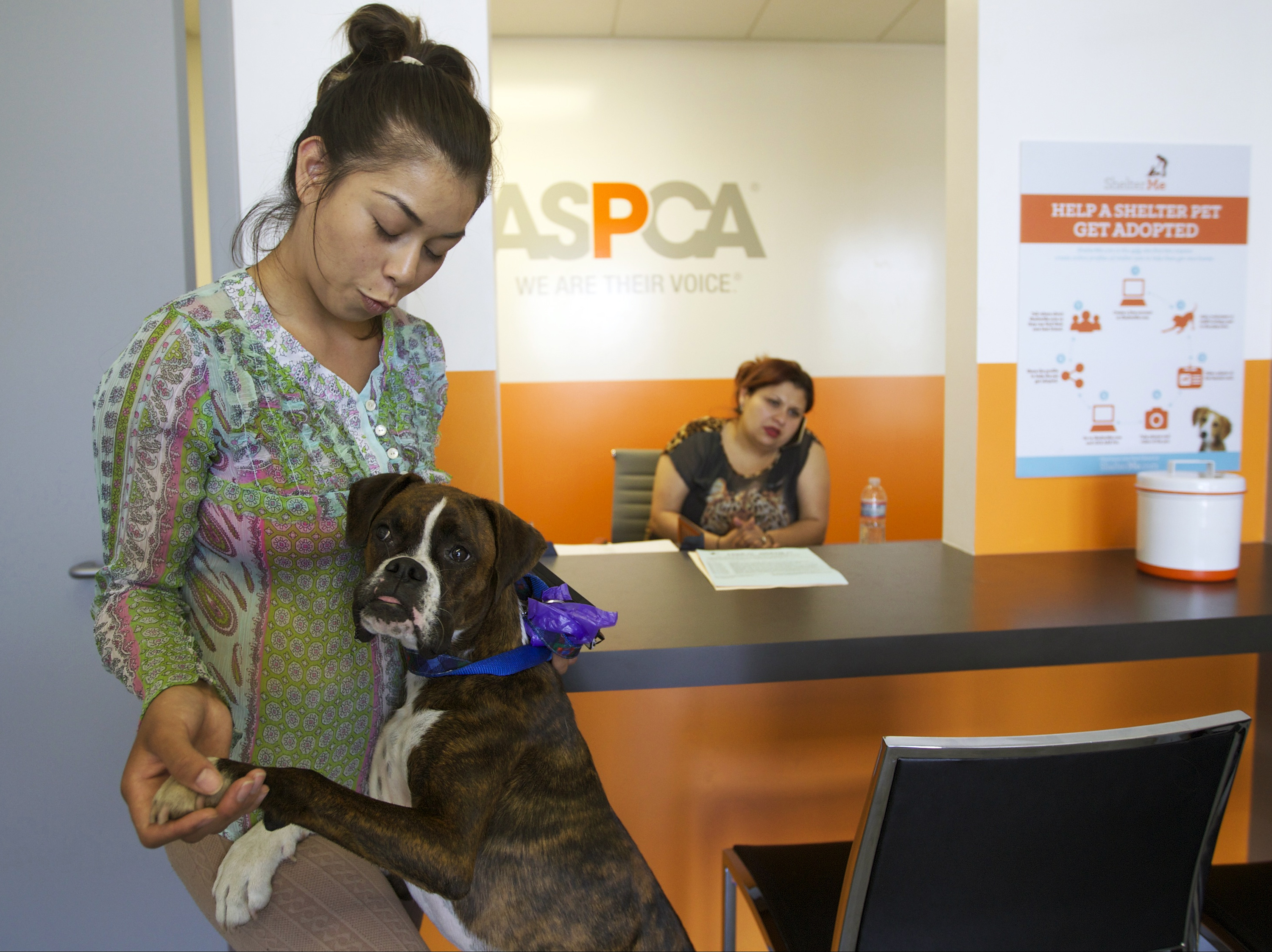 Agency starts big pet-rescue project in California