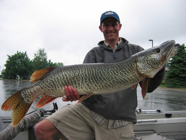 17K tiger muskies to be transplanted in Utah lakes, reservoirs
