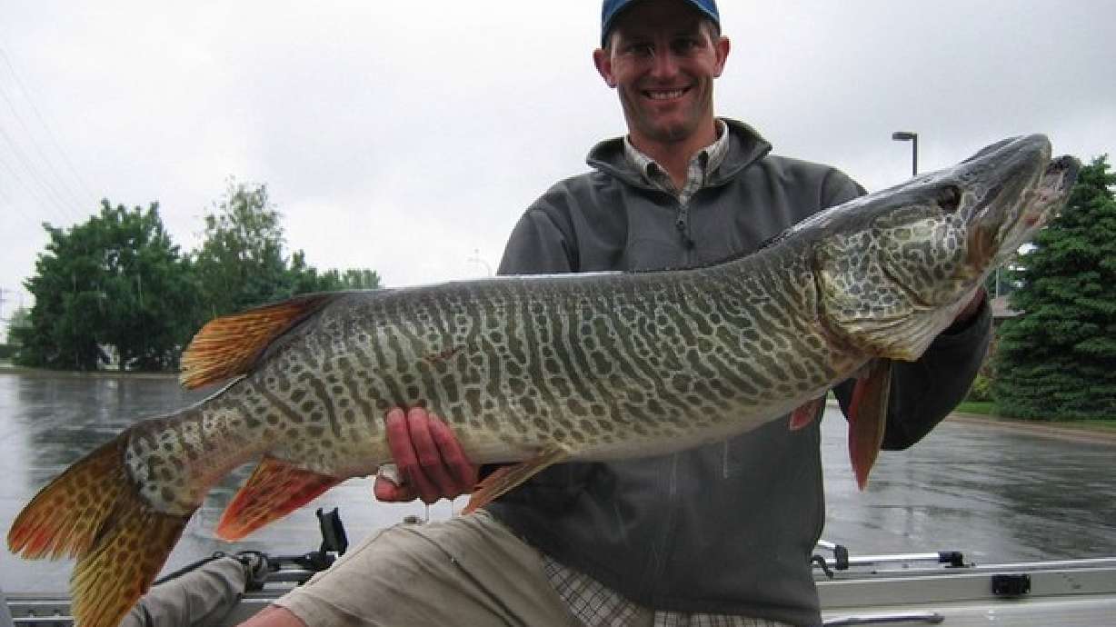 17K tiger muskies to be transplanted in Utah lakes, reservoirs