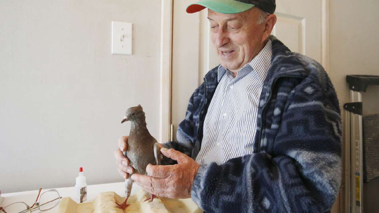 City gets OK to tear down backyard pigeon loft