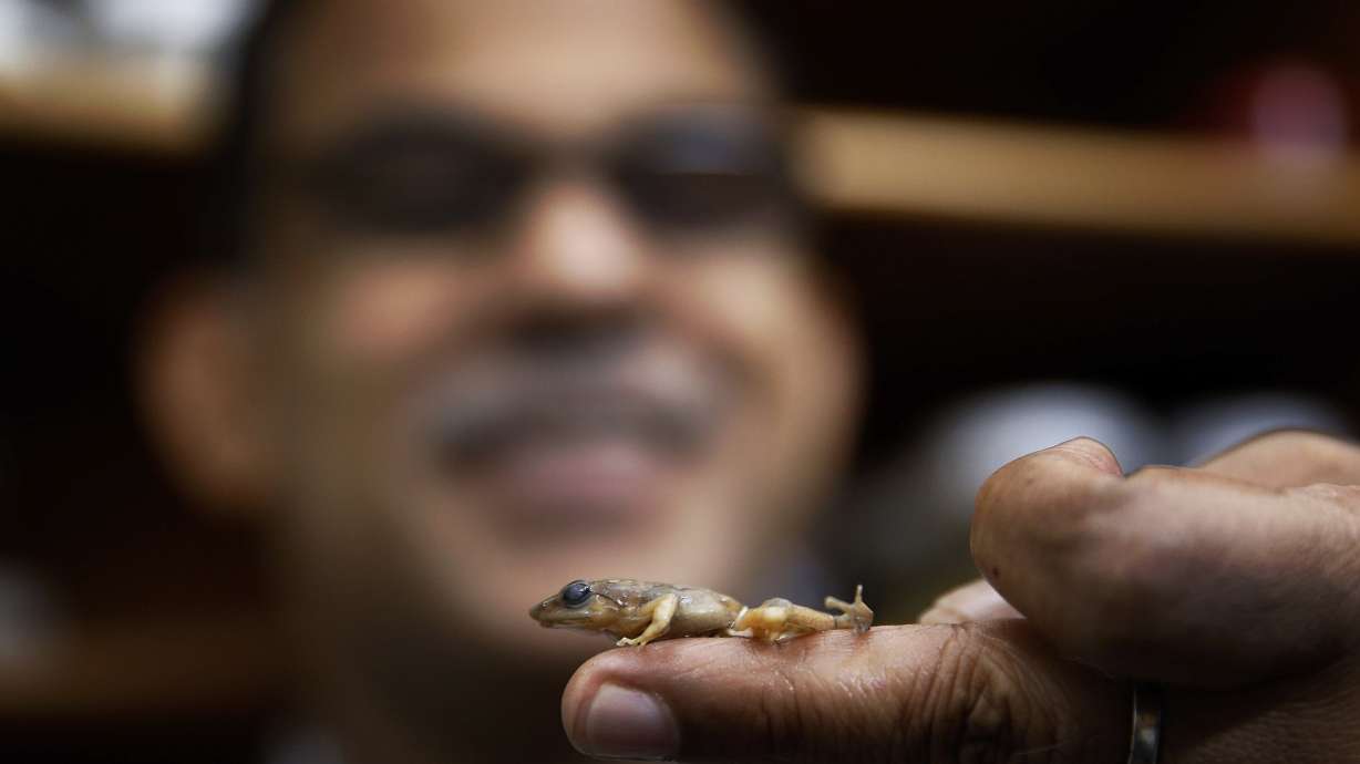 New frog species found in troubled Indian habitat