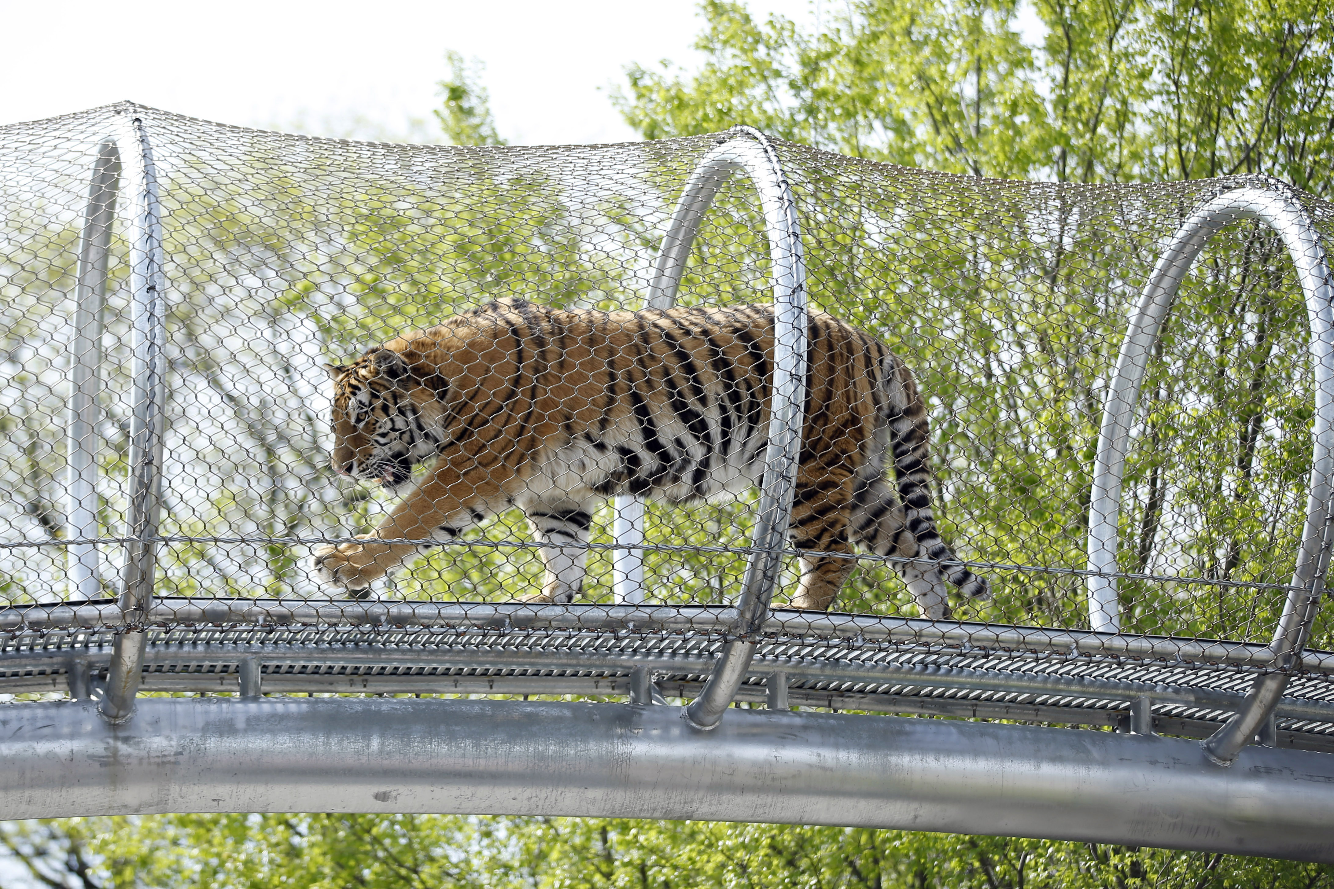 Philadelphia Zoo lets tigers stretch legs on trail
