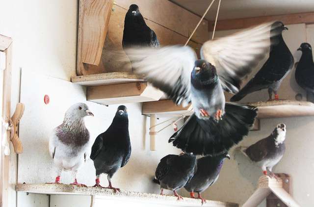 City gets OK to tear down backyard pigeon loft
